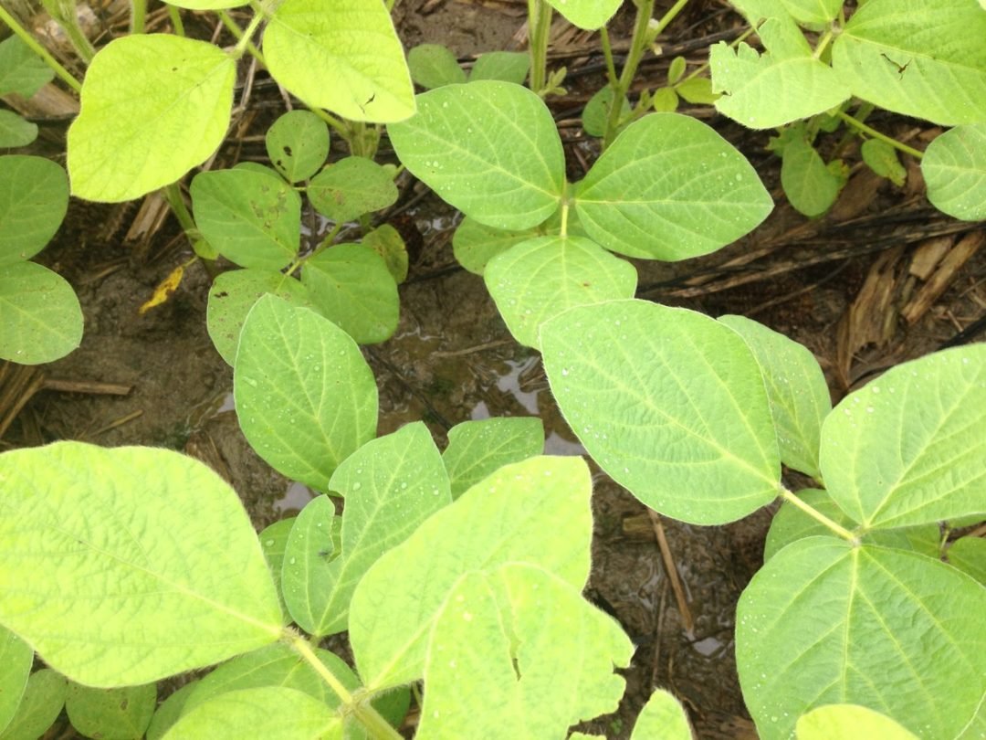 Skip the Nitrogen for Yellow, Bright Green Soybeans