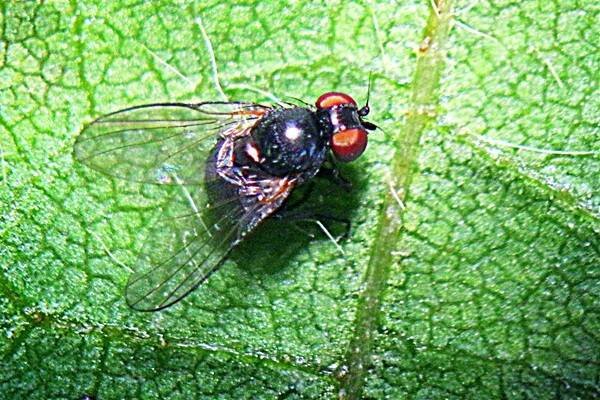 Stem fly attacks soybean | Farm Online | Farmonline