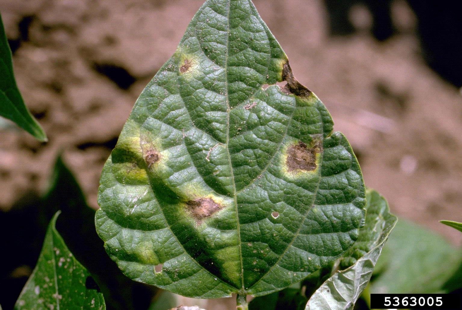 Symptoms Of Common Blight In Beans - Tips On Bacterial Bean Blight  Treatment | Gardening Know How