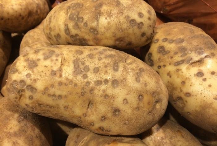 A pile of potatoesDescription automatically generated