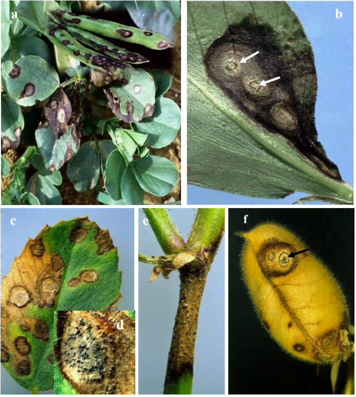 لفحة الأسكوكيتا على البقوليات Ascochyta blight of legumes - عالم النباتات