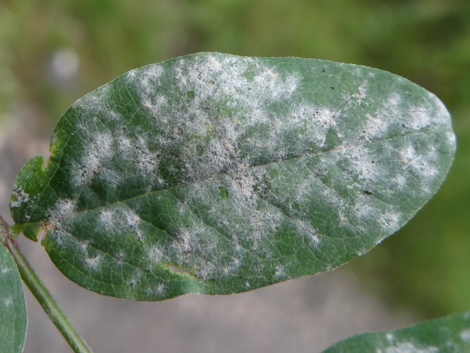 البياض الدقيقي على البازلاء Powdery mildew of pea - عالم النباتات