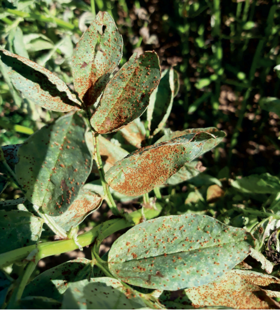 Bean rust disease - the world of plants