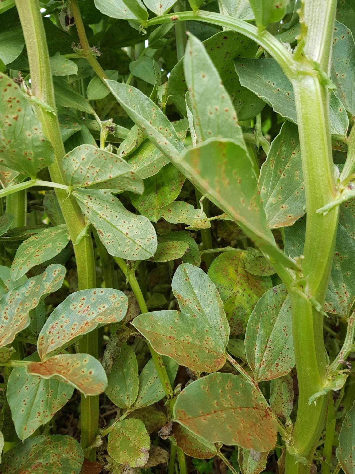 Bean rust disease - the world of plants
