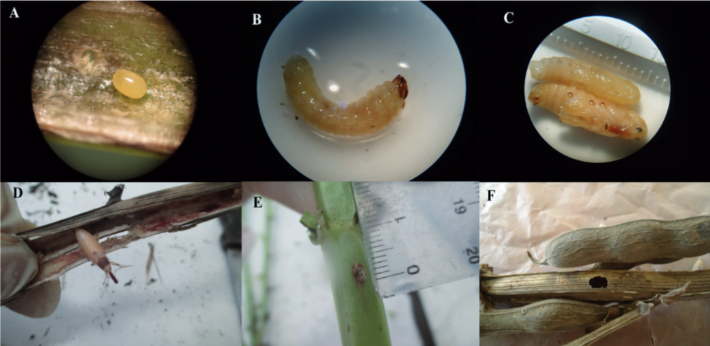 حفار ساق الفول Lixus algirus - عالم النباتات