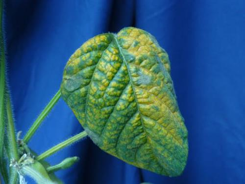 Copper deficiency - the world of plants