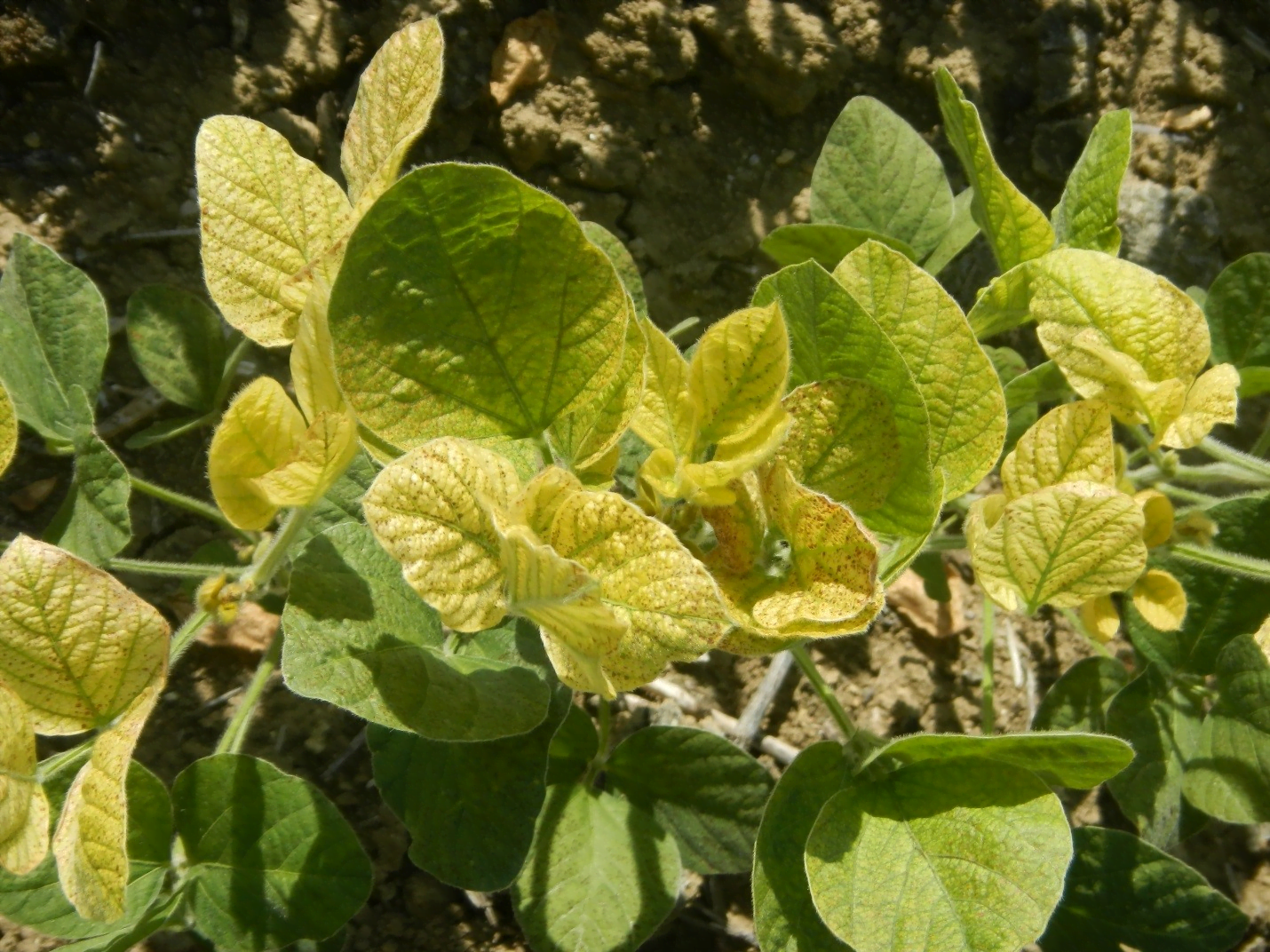 Iron deficiency in legumes - Plant World