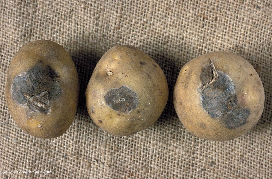 A group of potatoes on a burlap surface

Description automatically generated