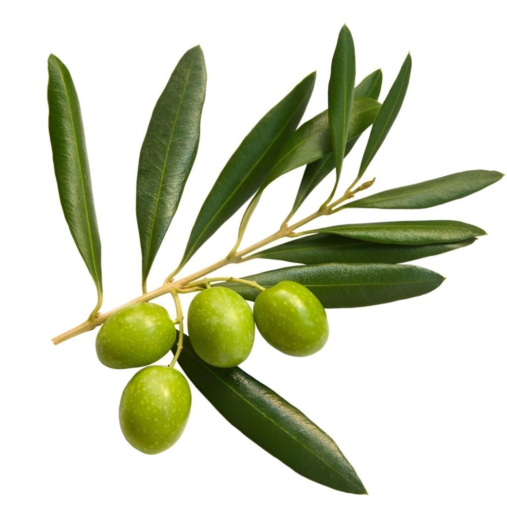Olive - the world of plants