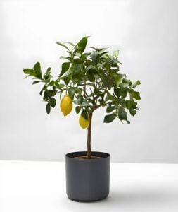 Lemon - the world of plants