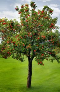 التفاح - عالم النباتات