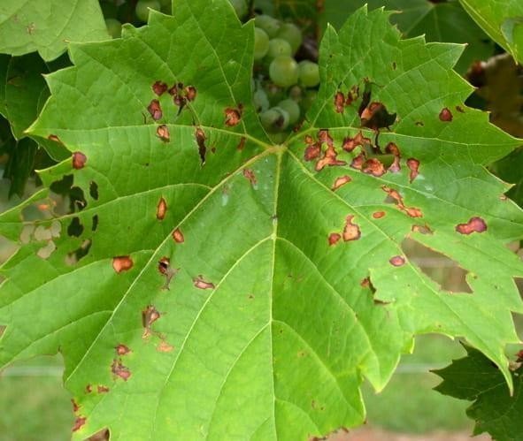 Controlling grape diseases, spring 2021 | Cornell Fruit Resources: Grapes