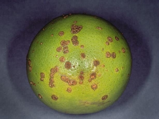 A close-up of a green fruit  Description automatically generated