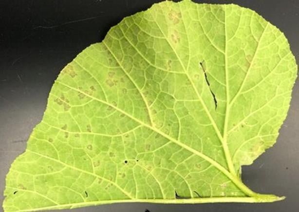 A close-up of a leaf  Description automatically generated