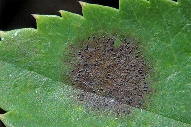 A close-up of a leaf with black spots Description automatically generated