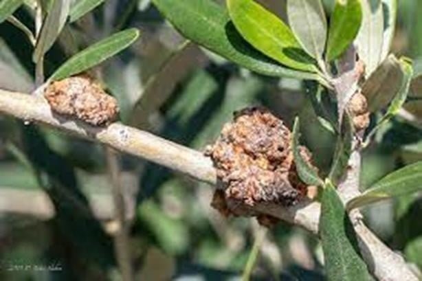 Olive knot disease