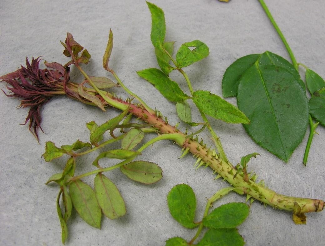 Turd disease (pink turds) - the site of The Botanist WORLD OF PLANTS