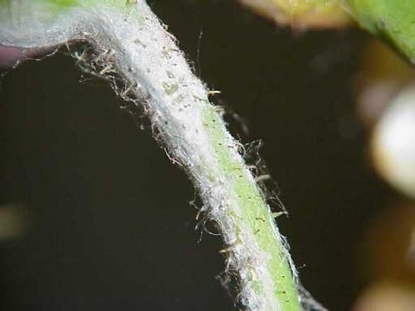 A close-up of a plant stem Description automatically generated
