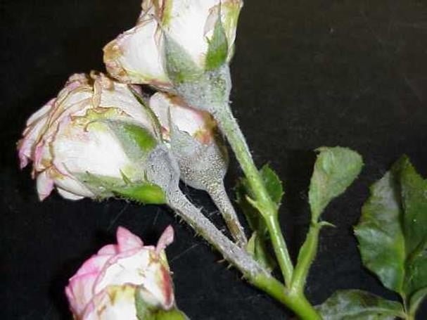 A close-up of a white and pink rose Description automatically generated