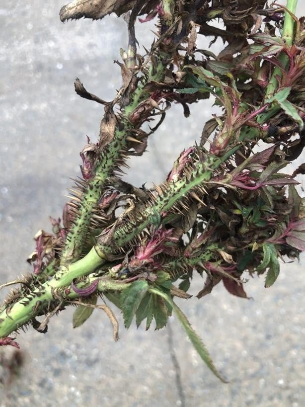 Turd disease (pink turds) - the site of The Botanist WORLD OF PLANTS