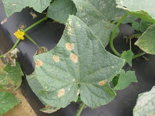 Anthracnose of Cucurbits | NC State Extension Publications