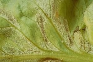 Close-up of a leafy vegetable  Description automatically generated