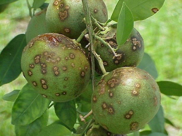 Close-up of a plant with many round green fruits  Description automatically generated