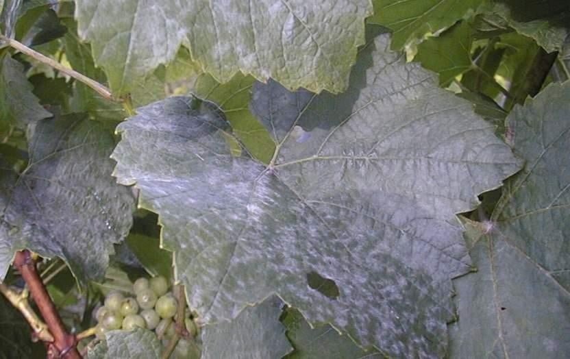 Powdery mildew - grapes | Treatment of disease Bayer Crop Science...
