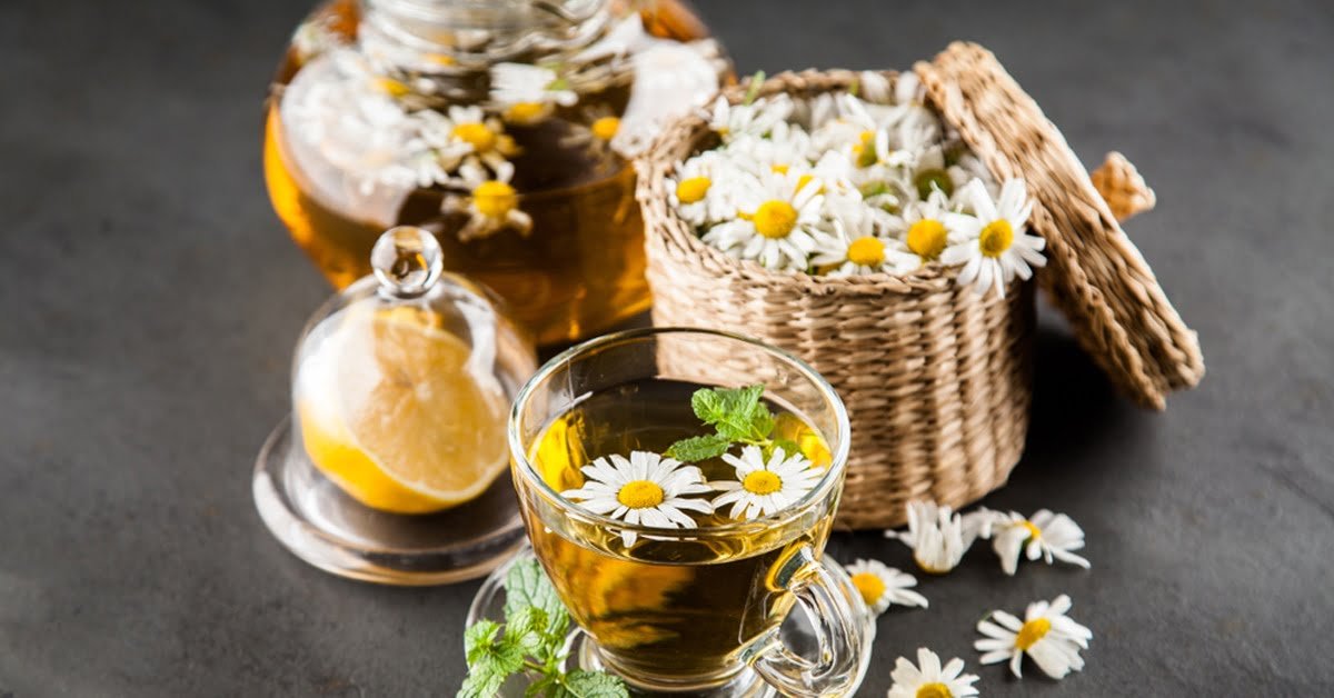 أضرار البابونج - عالم النباتات