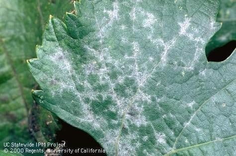Powdery Mildew Can Destroy Grapes - Stanislaus Buds - ANR Blogs