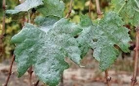 How to control powdery mildew in vineyards