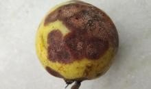 Round, yellow-brown fruit Description automatically generated