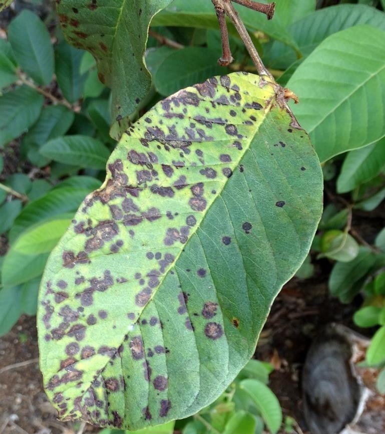 Green Algae Leaf Spot (Cephaliurus vercens), 54% off