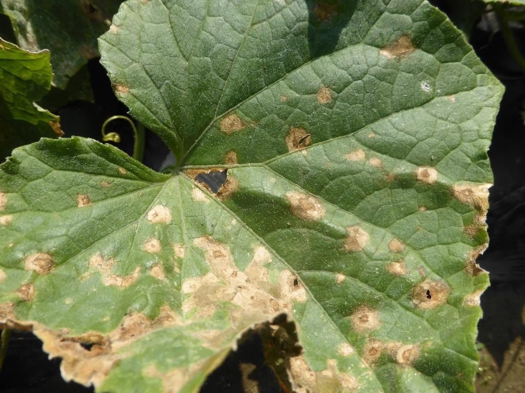 Vegetable: Cucurbits, Anthracnose | Center for Agriculture, Food ...
