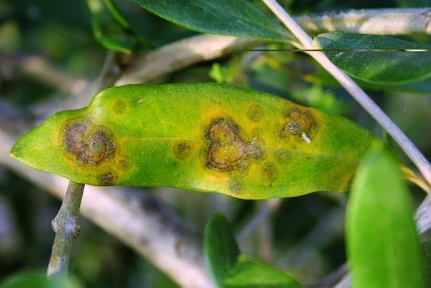 Olive diseases - the world of plants