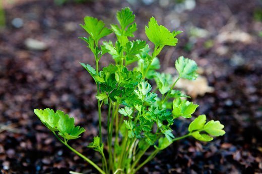 Parsley - the world of plants