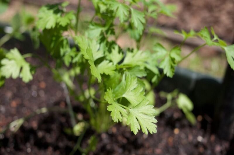 Parsley - the world of plants