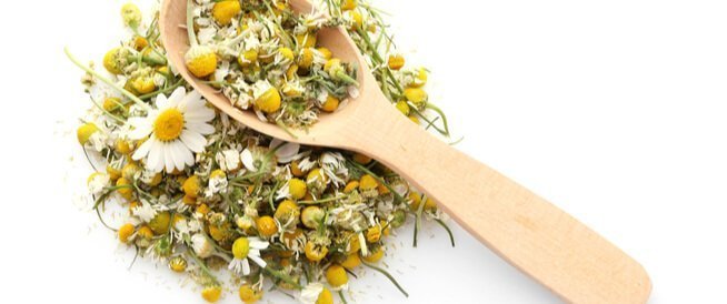 Benefits of chamomile - the world of plants