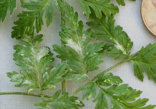 Powdery mildew in parsley - the world of plants