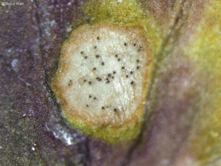 Septoria blotch in parsley - Plant World