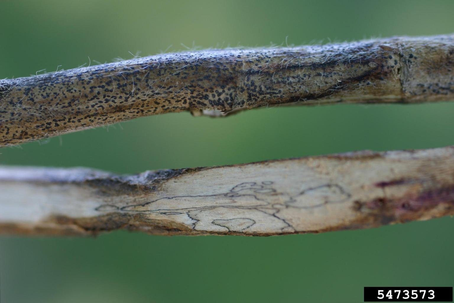 Photo of a plant suffering from coal rot disease in sesame - botanist