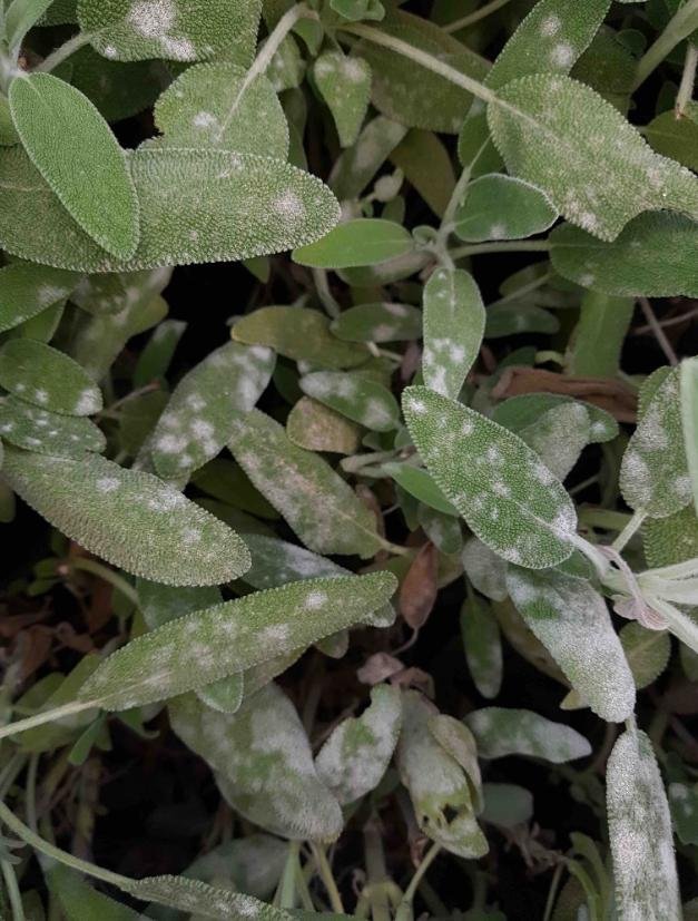 Powdery mildew in sagebrush - the world of plants