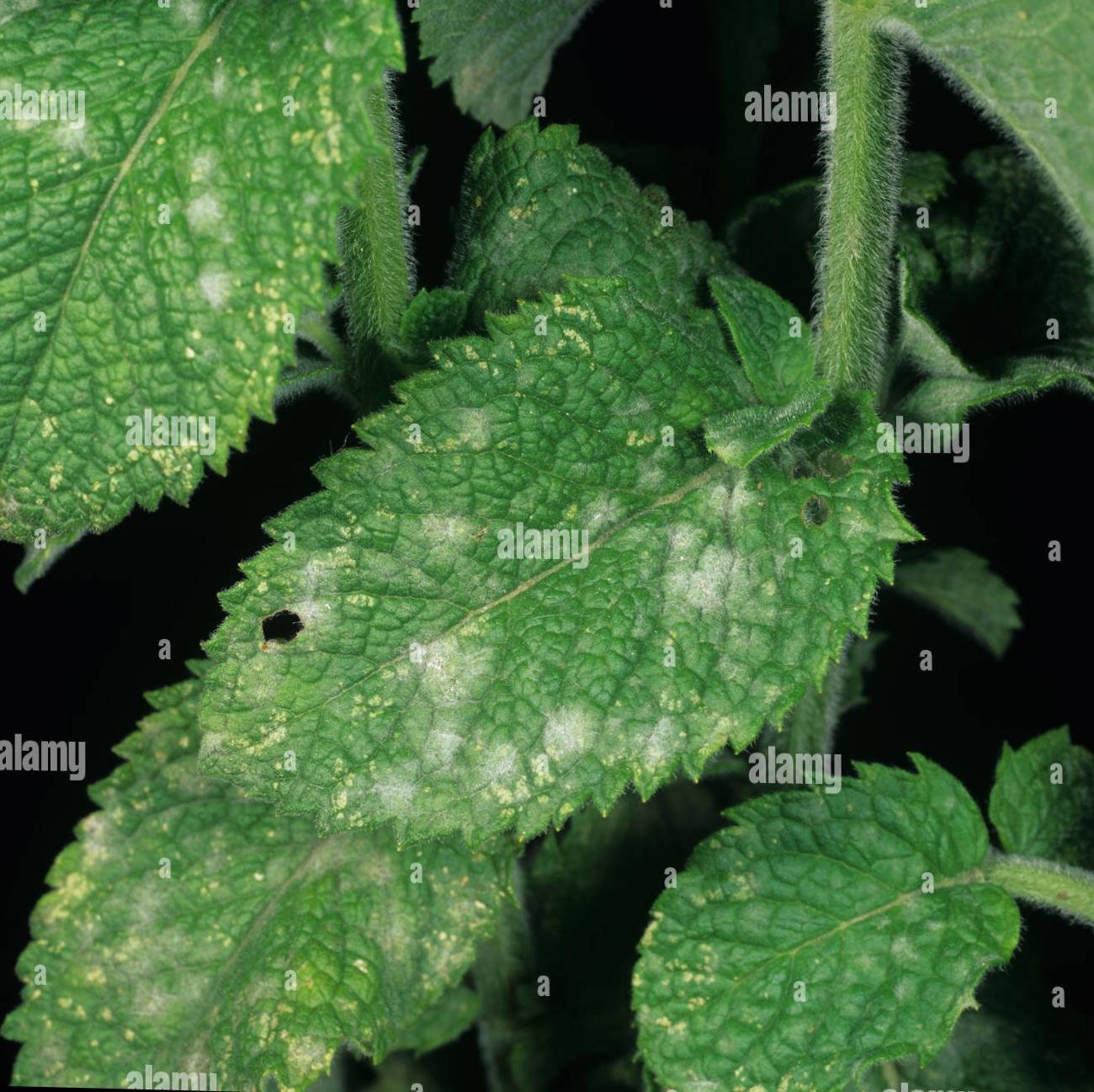 Photo of mint leaves suffering from powdery mildew in mint