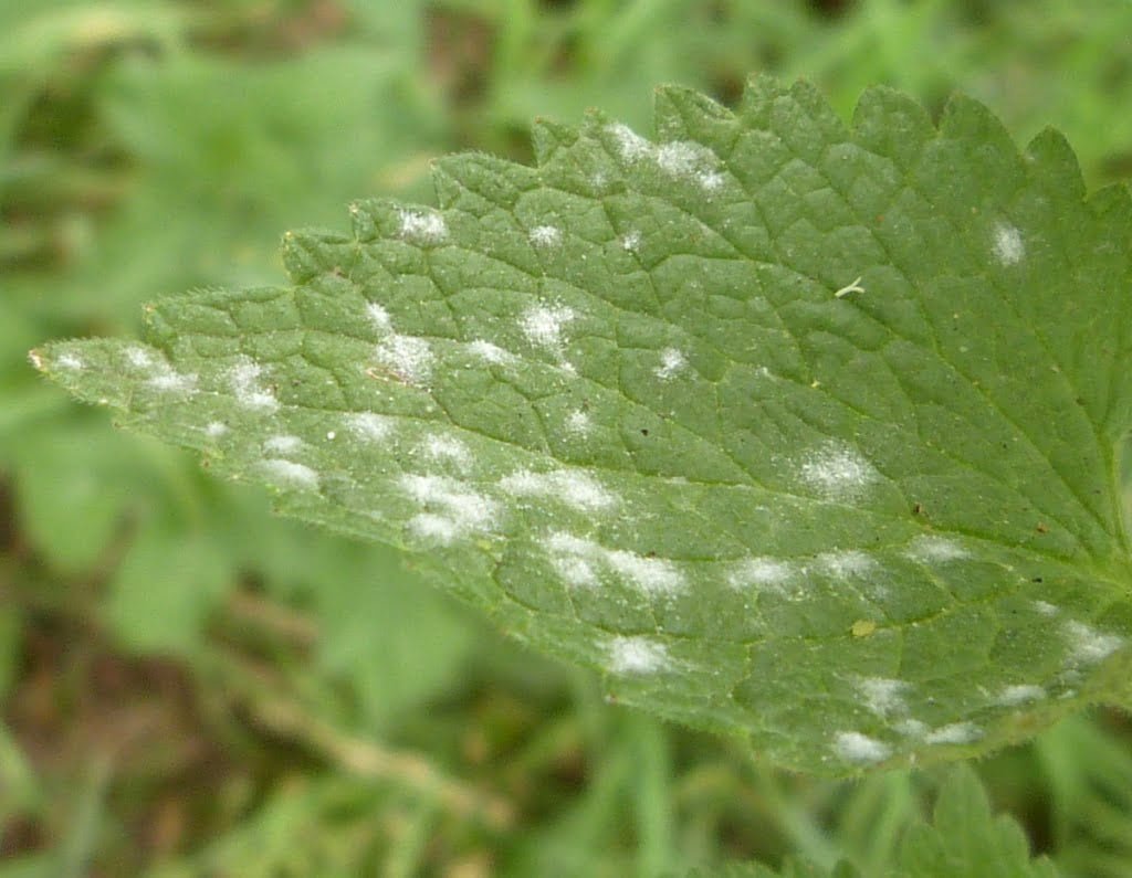 Powdery mildew in mint - the world of plants