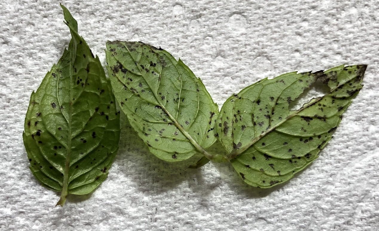 A photo of mint leaves suffering from the disease of black spots in mint leaves