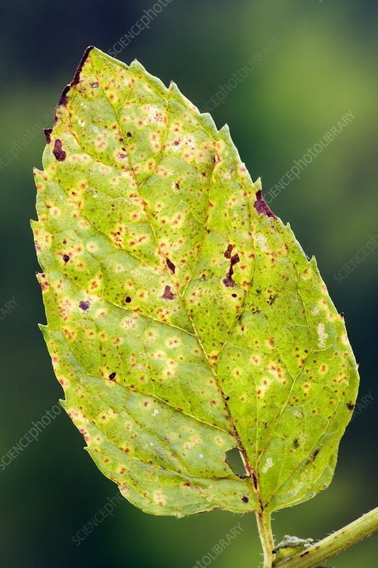 Mint rust disease - the world of plants