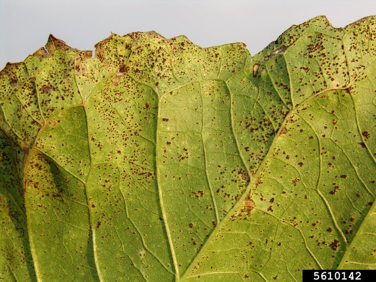 Rust in sunflowers: symptoms, damage, prevention - World of Plants ...