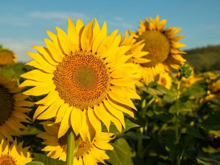 صورة لزهرة عباد الشمس