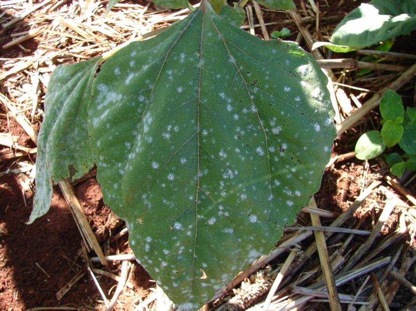 A picture of a leaf suffering from powdery mildew in a sunflower