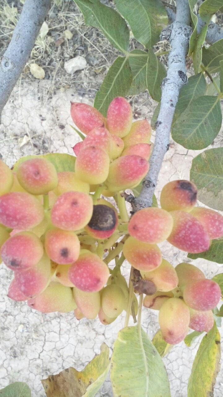 Image of a plant suffering from Alternaria late blight of pistachios